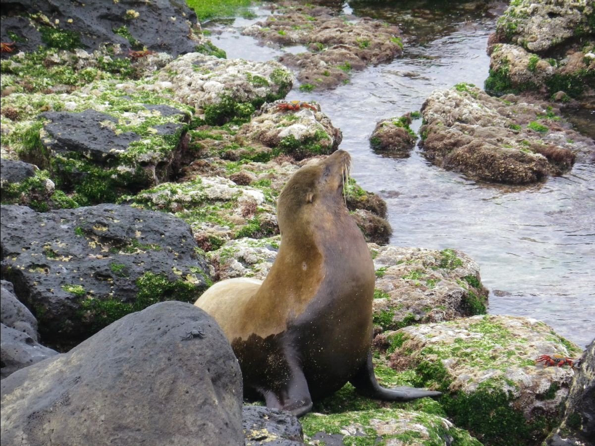 Sea Lions104